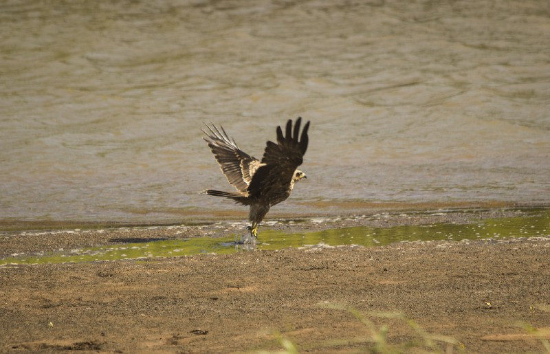 Yellow Billed Kite in take off mode