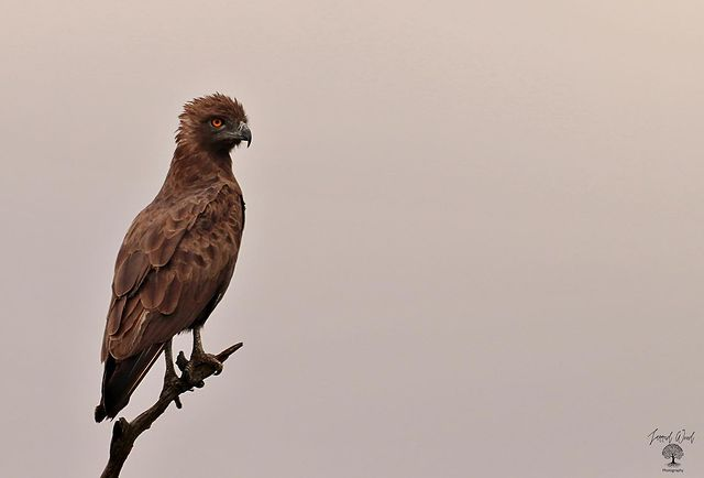 Brown Snake Eagle, Kruger National Park