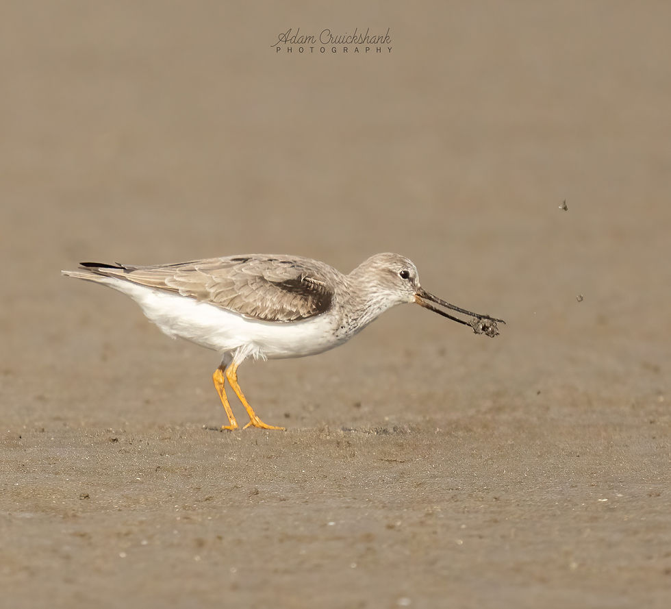 Terek Sandpiper photographed by Adam Cruickshank