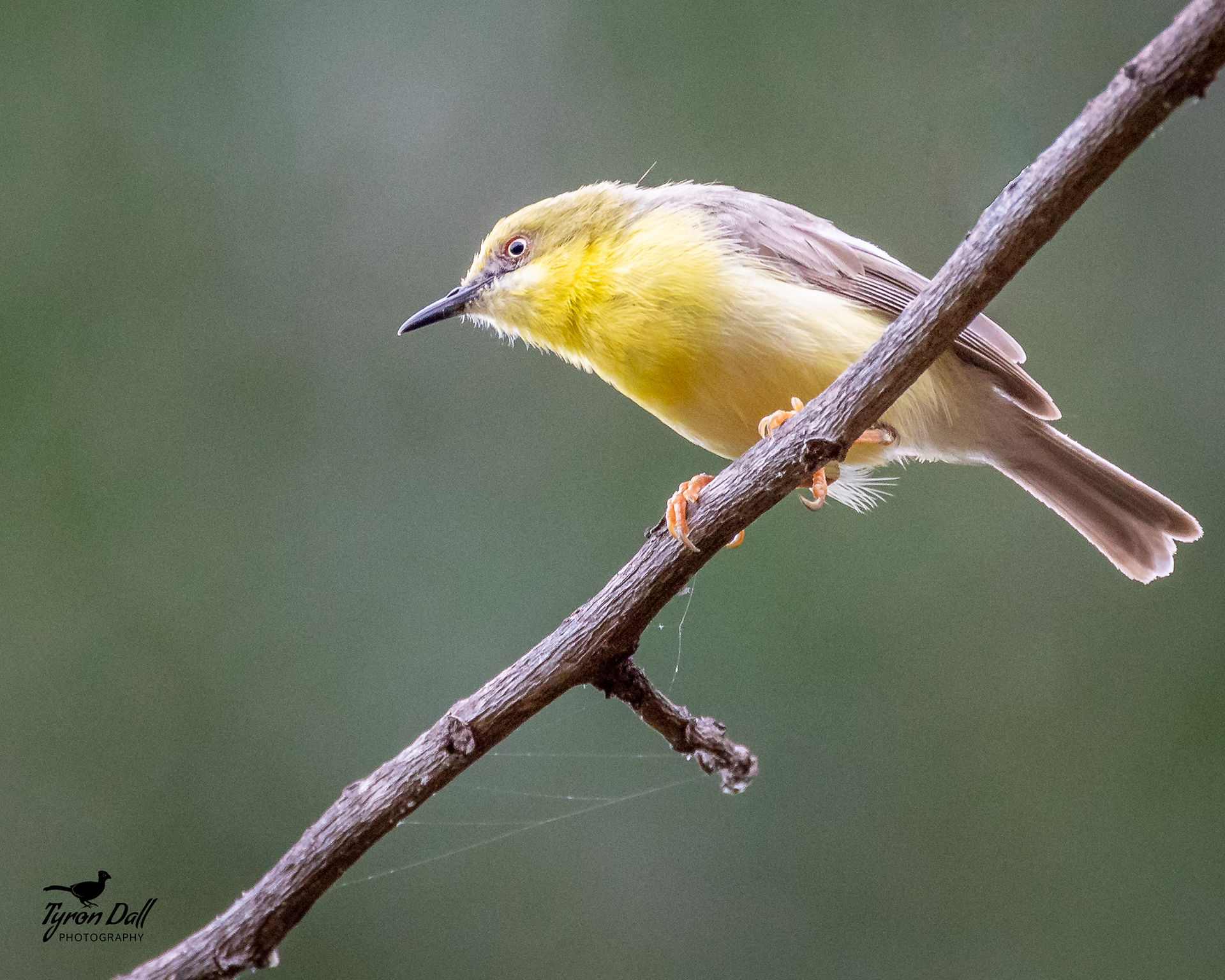Green-capped Eremomela