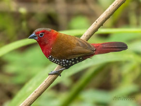 The Birder’s Guide to Achieving Goals: Applying Proven Productivity Principles