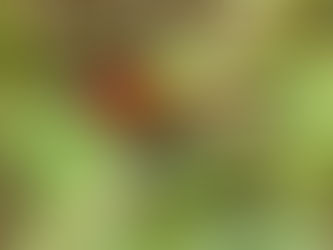 The Birder’s Guide to Achieving Goals: Applying Proven Productivity Principles