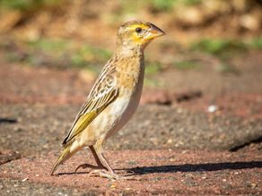 Three Ways to Make the Most of Your Garden Birding