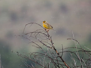 Citizen Science - Time to Play Your Part | Jonathan Breytenbach