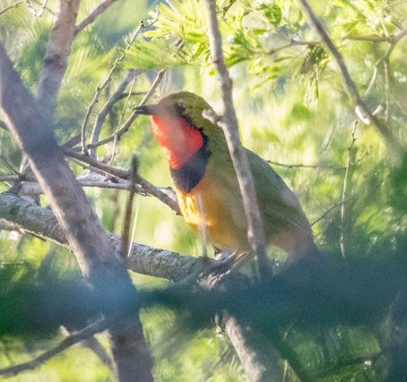 Overly gorgeous days in the African bush