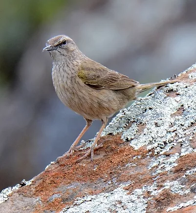 Pipits & Longclaws with Aldo