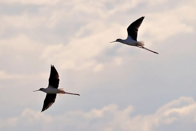 Black-winged stilt, Khamab Kalahari Reserve