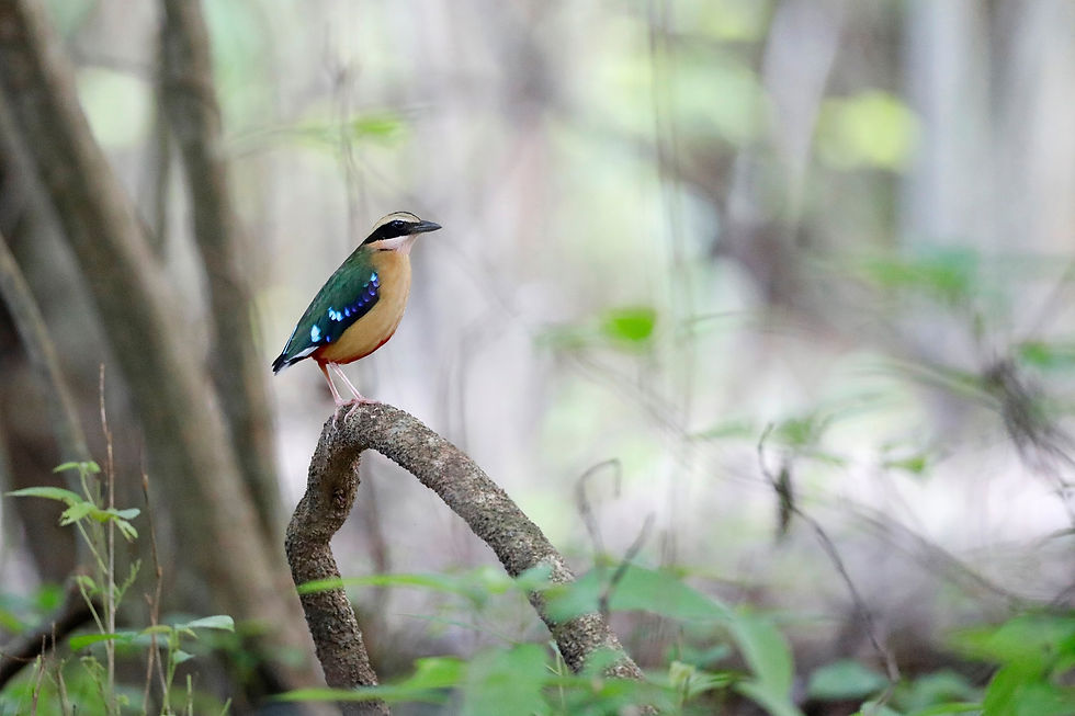 African Pitta photographed by Richard Flack https://theflacks.co.za/