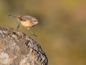 Drakensberg Rockjumper | Richard Flack