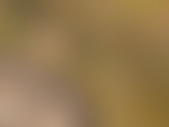 Drakensberg Rockjumper | Richard Flack