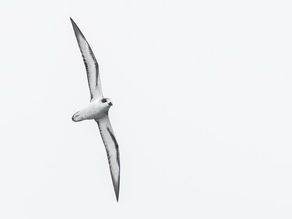 Five Reasons to go on a Pelagic Birding Trip