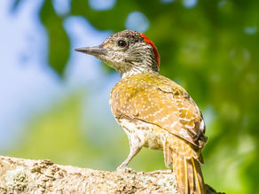 Explore local - see more birds