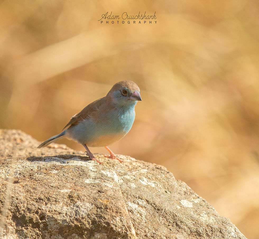 Blue Waxbill photographed by Adam Cruickshank