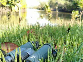 A Quick Guide to Birding Safely