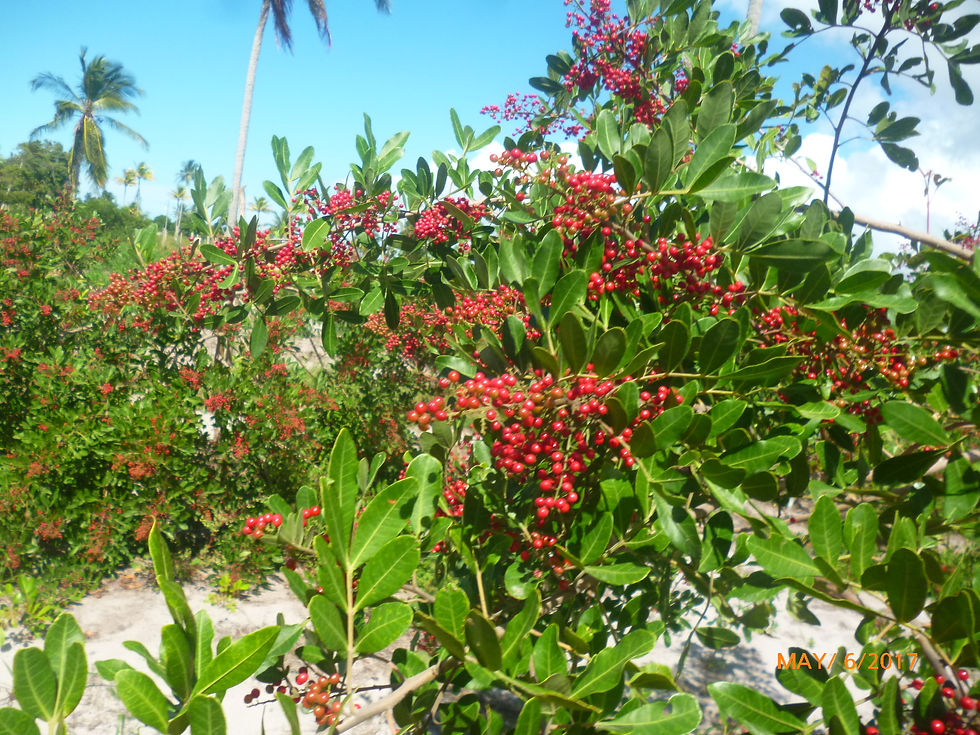 Agrorosa Pink Pepper