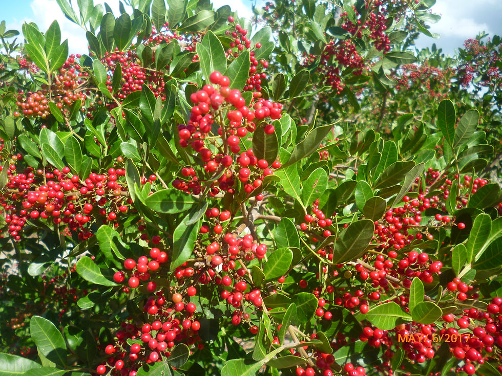 Agrorosa Pink Pepper