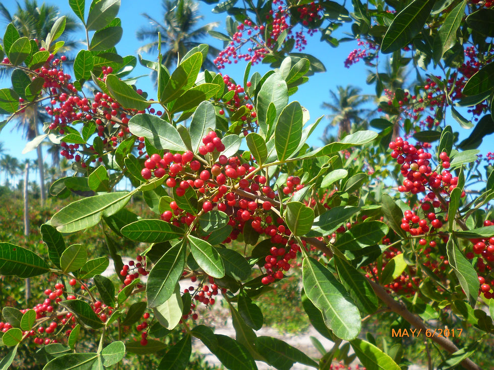 Agrorosa Pink Pepper