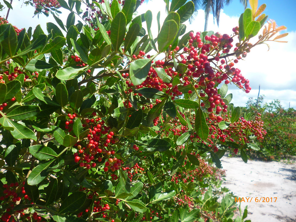 Agrorosa Pink Pepper
