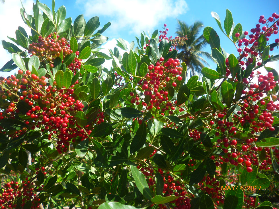 Agrorosa Pink Pepper