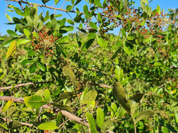 PINK PEPPER AGROROSA 2021