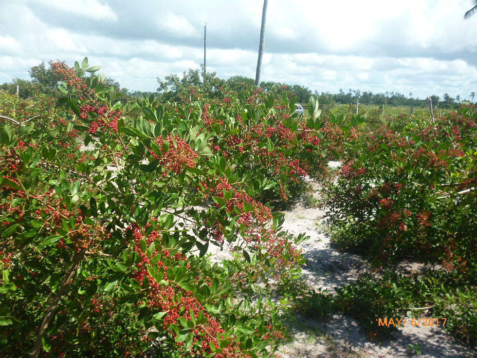 Agrorosa Pink Pepper