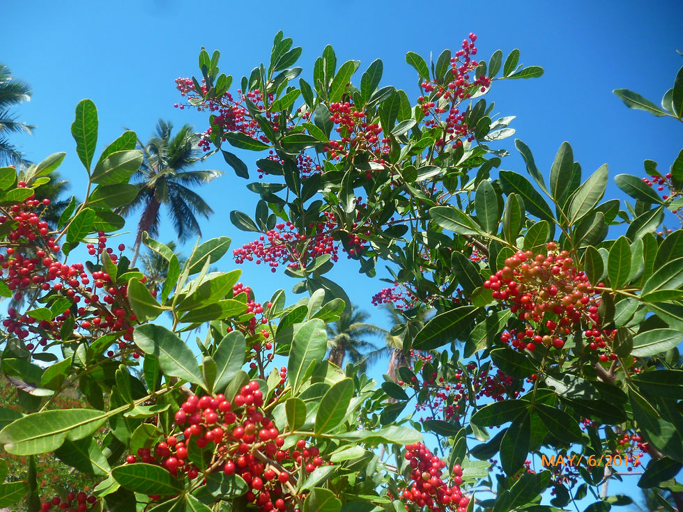 Agrorosa Pink Pepper