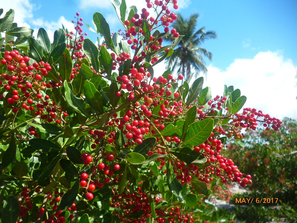 Agrorosa Pink Pepper