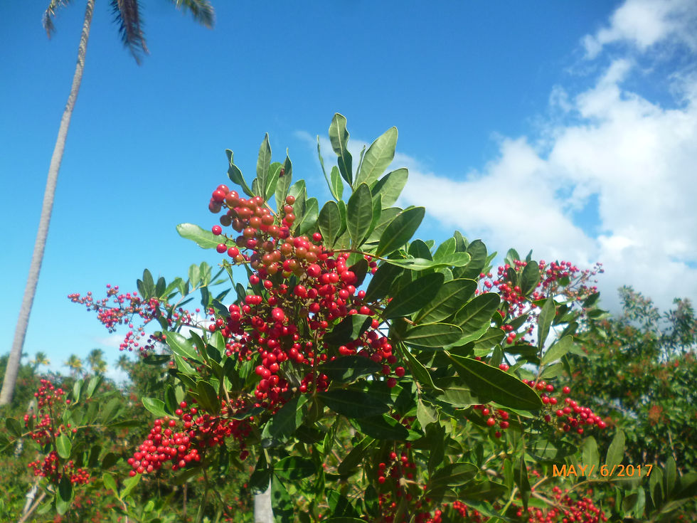 Agrorosa Pink Pepper