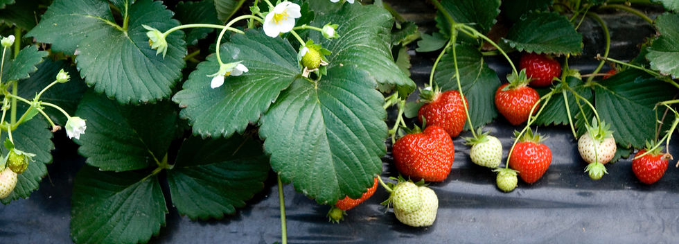 Senza titolo-7_edited.jpg