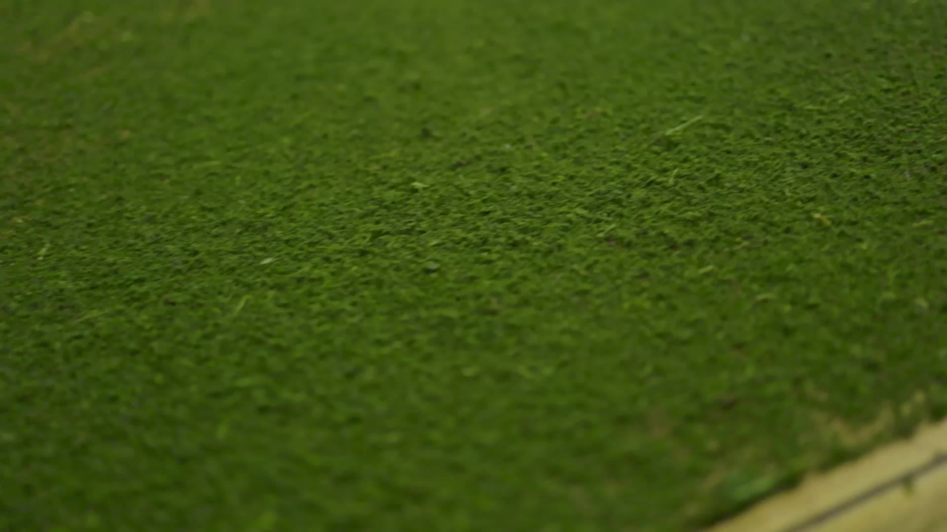 Freshly processed green tea leaf at Chota Tingrai