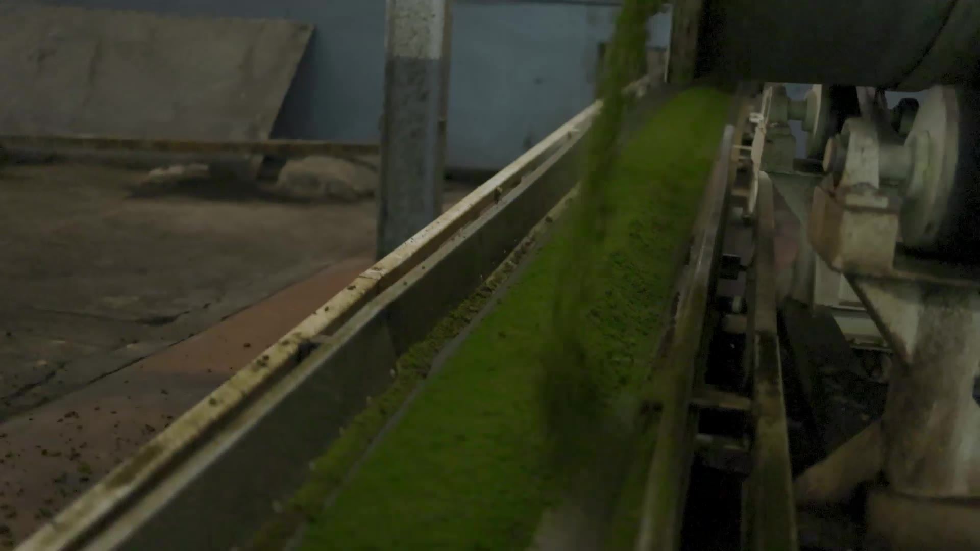 Green tea on the line