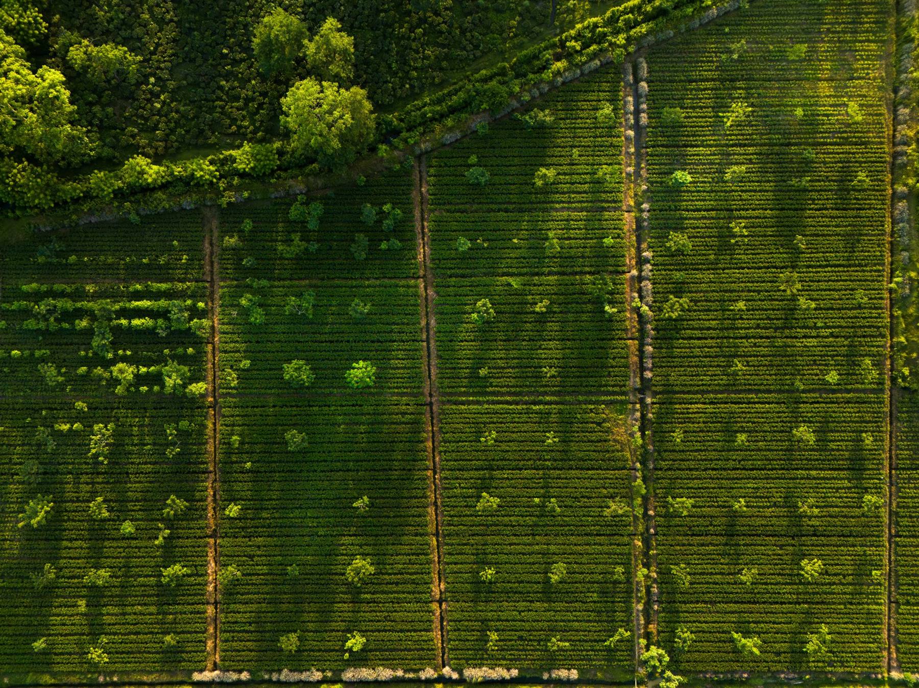 Tea sections from above