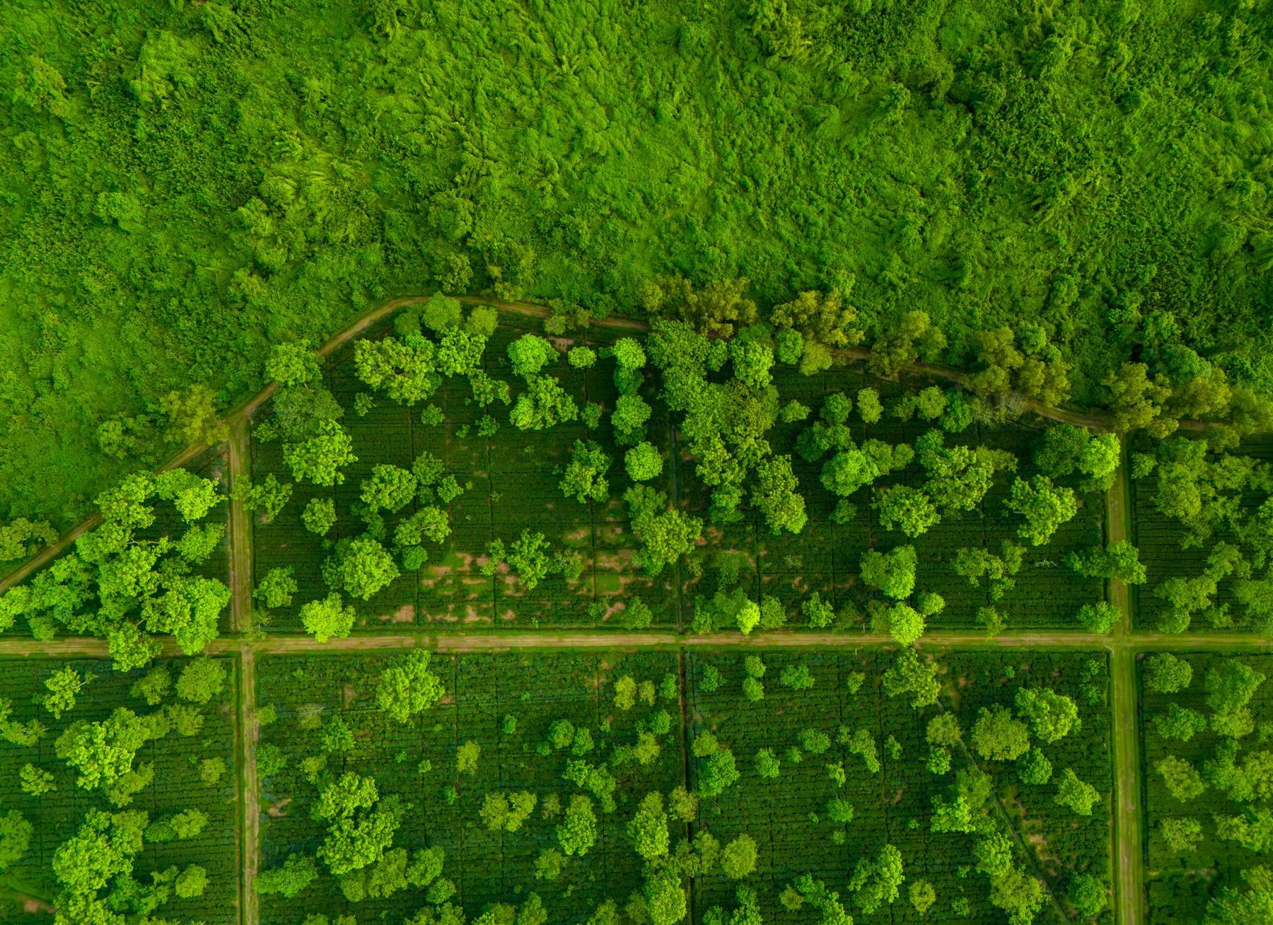 Aerial view of Chota Tingrai's gardens and forest