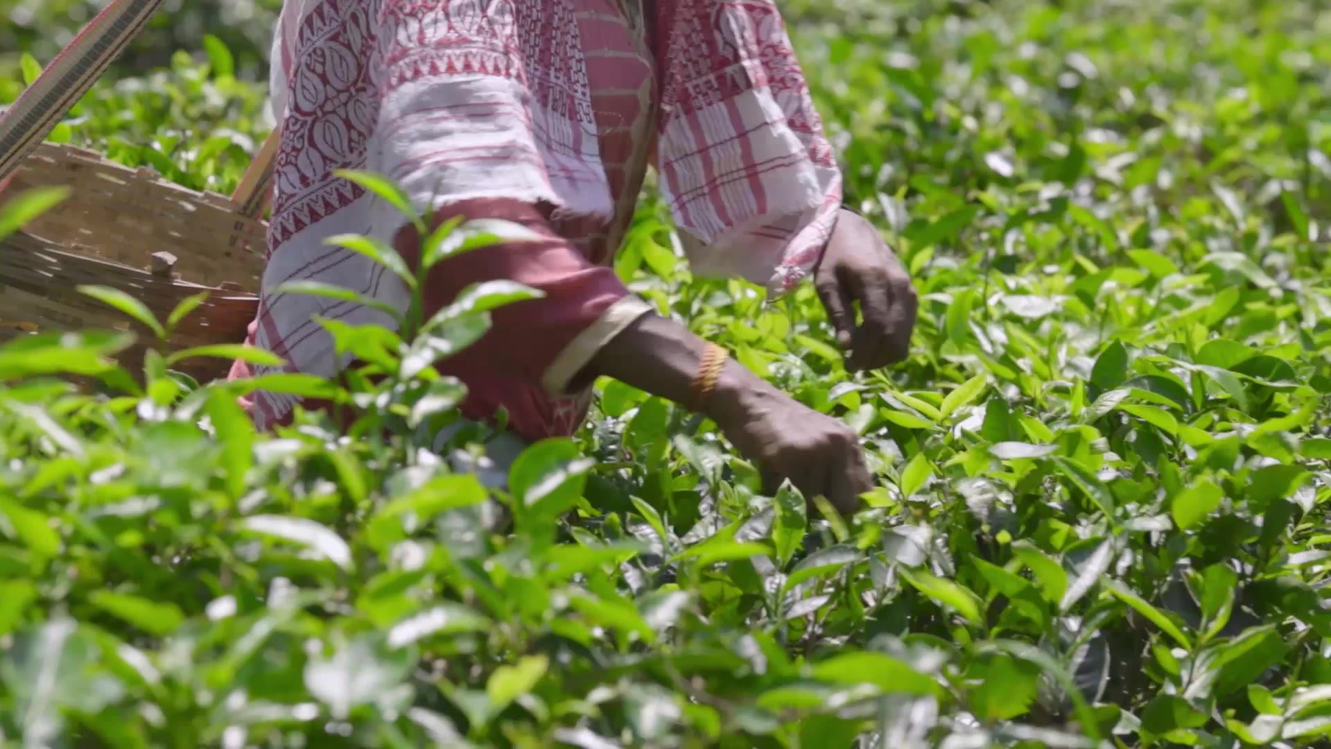 Hand-plucking leaf at Chota Tingrai