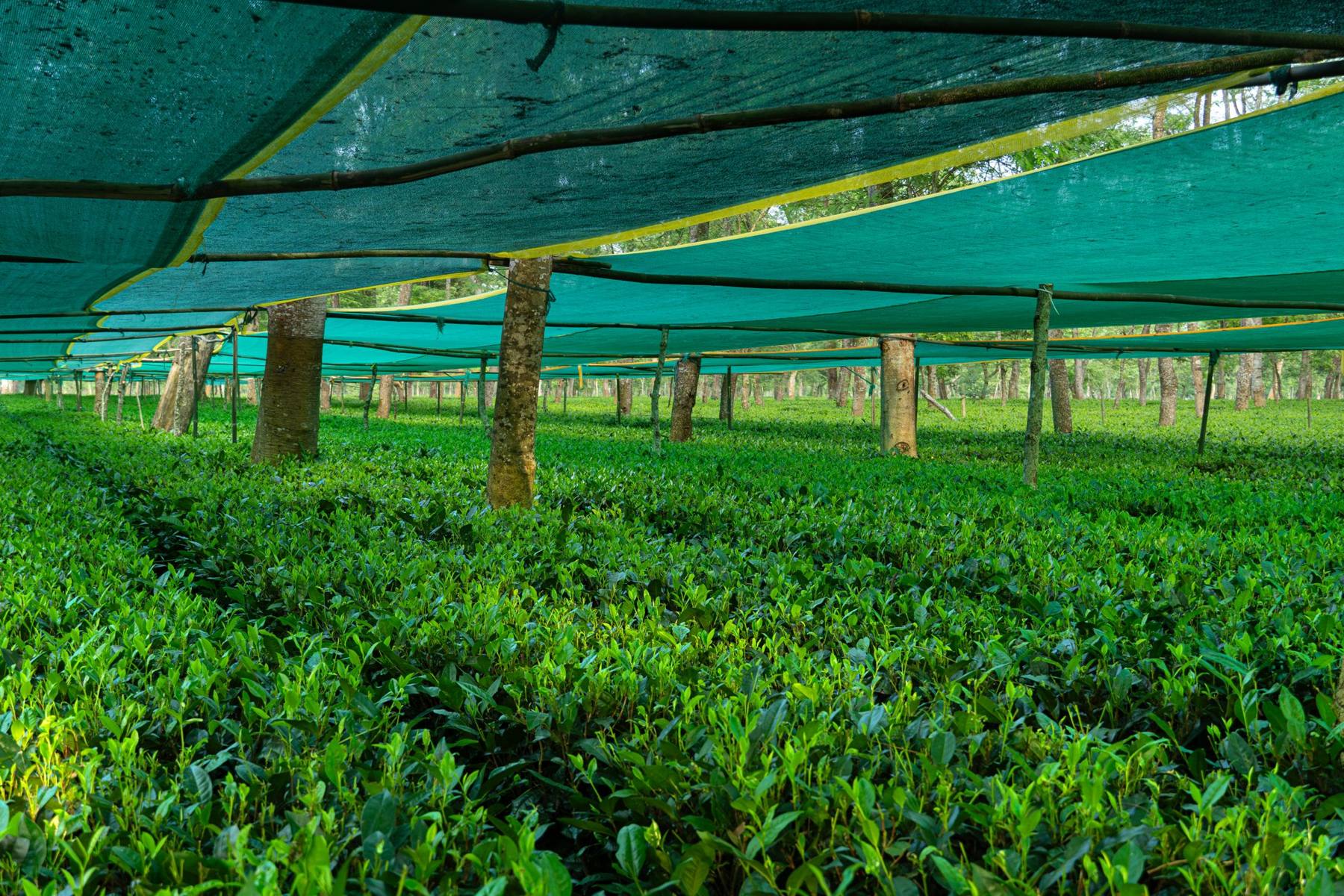 Shade nets over the matcha sections at Chota Tingrai