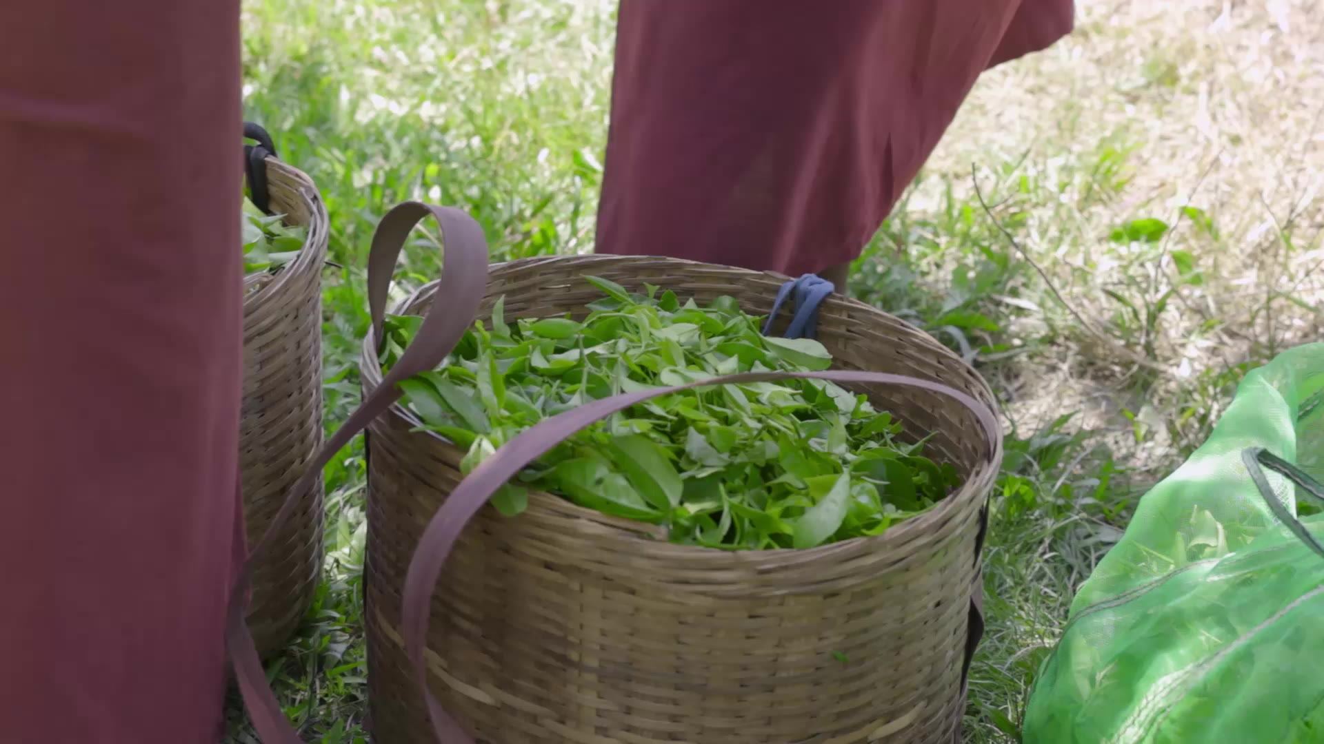 Freshly plucked leaf in a basket