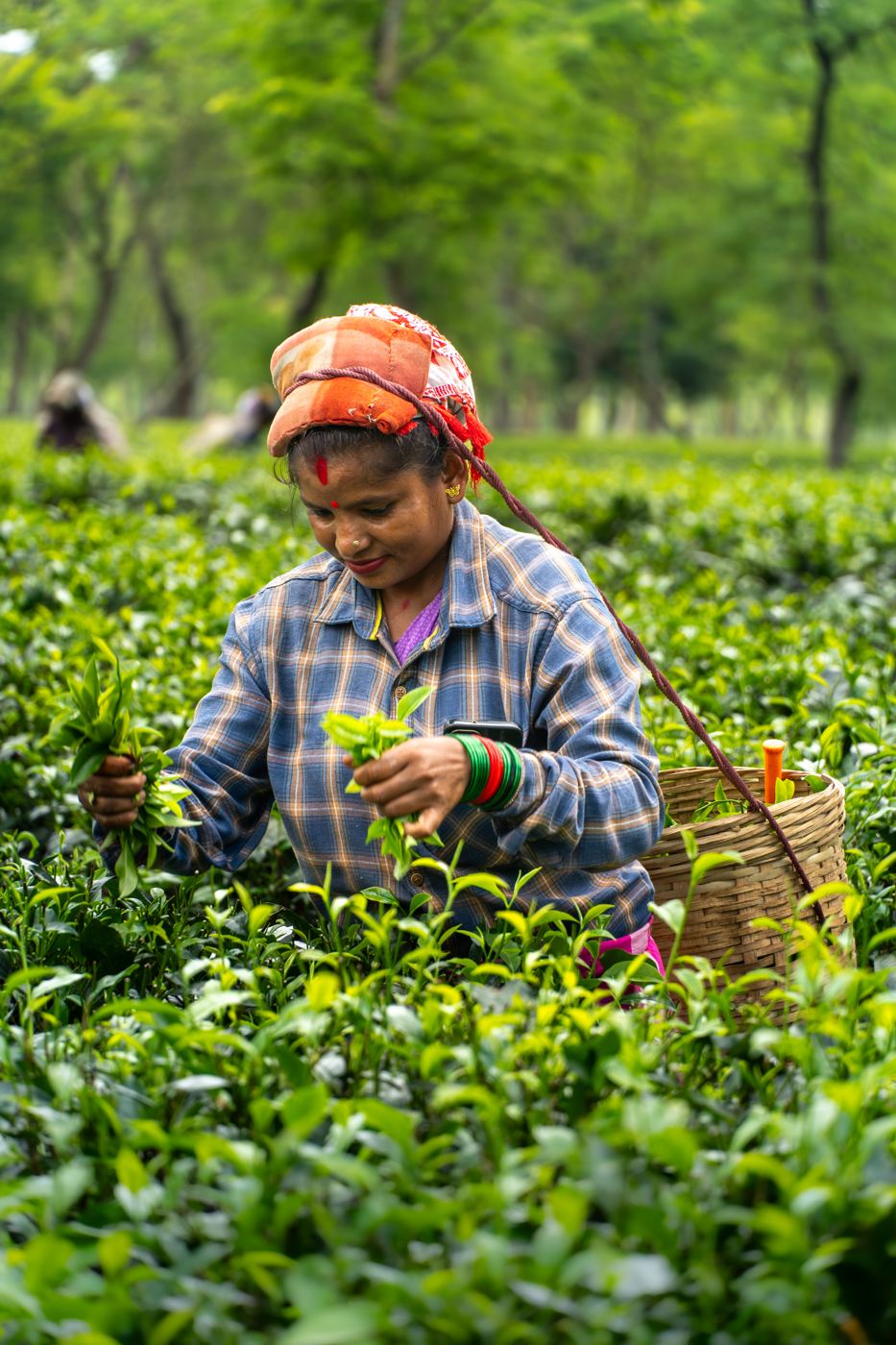A tea plucker at work in the Chota Tingrai gardens