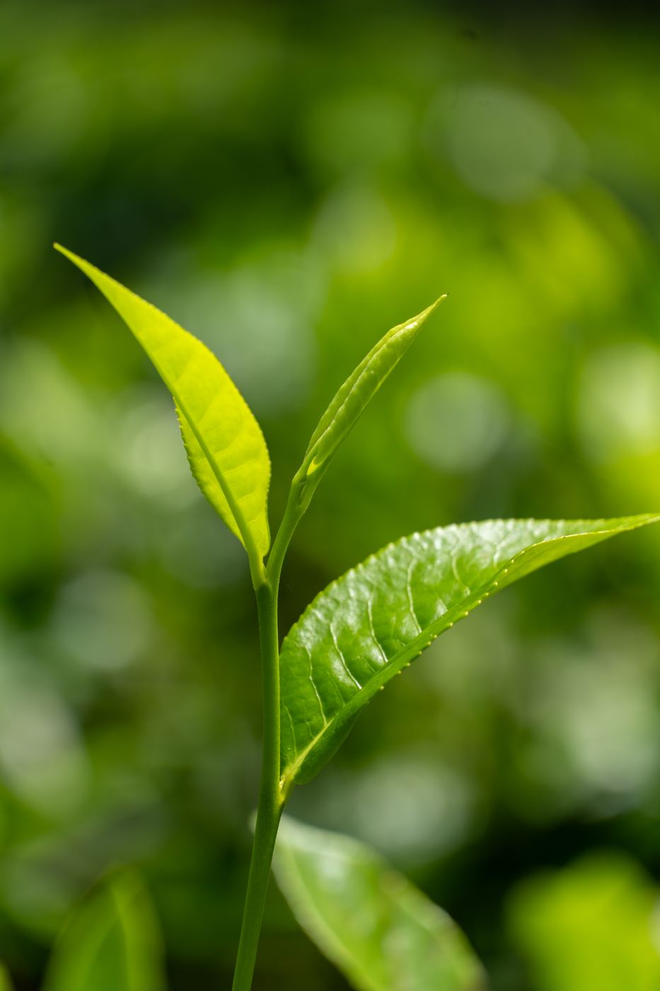 Two leaves and a bud