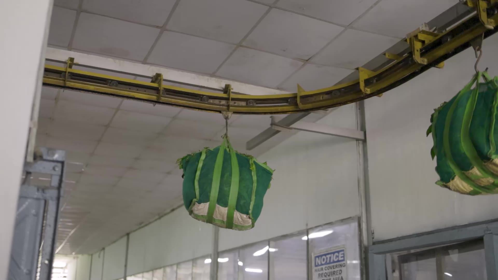 Leaf moving through the factory