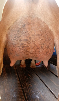 Tullia 2020 2F Rear Udder.jpg