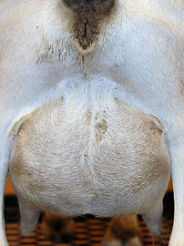 Jobi Raffle Udder.jpg