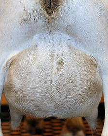 Jobi Raffle Udder.jpg