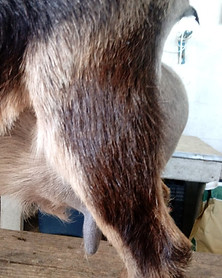 Tikkie2FSideUdder.jpg