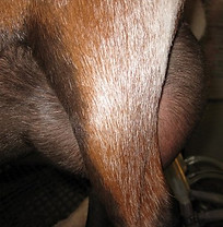 Cedar View Fiorina Udder Side View.jpg