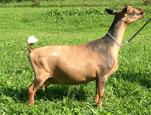 Kaapio Acres HH Redemption.png