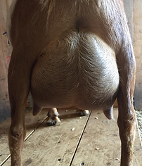 Grace Udder_edited.jpg