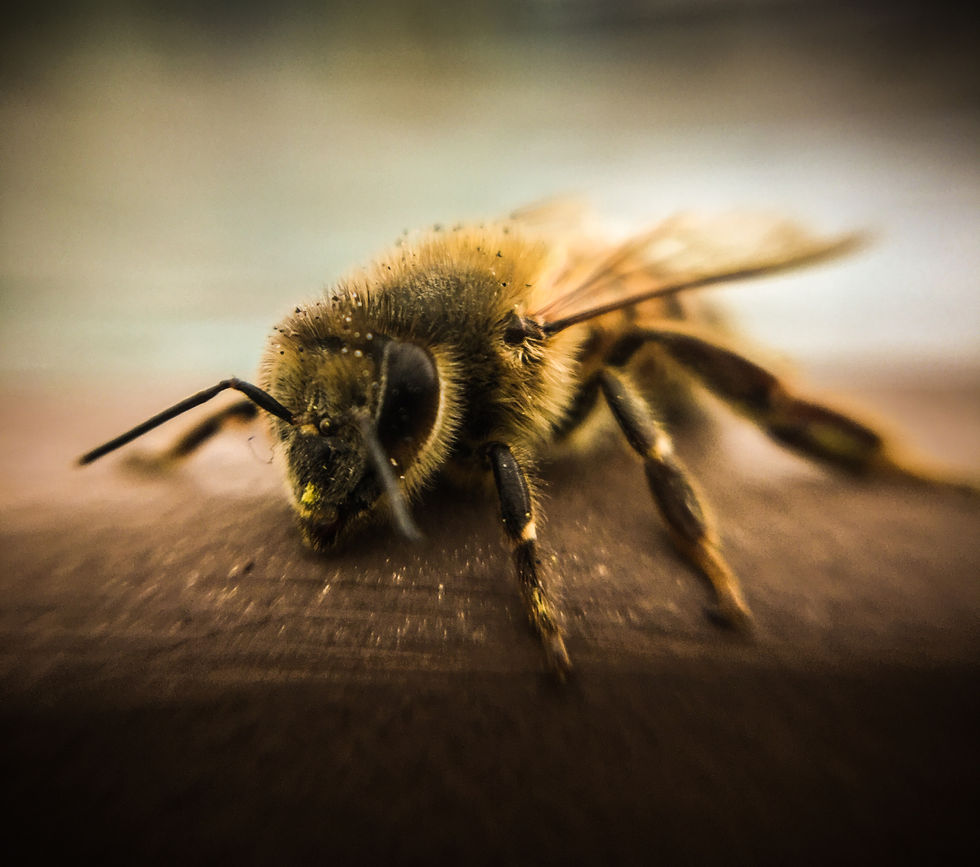 Abeja