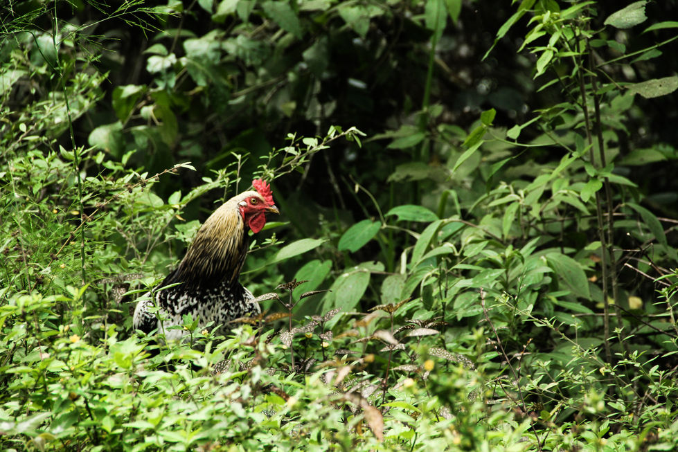 Chiken