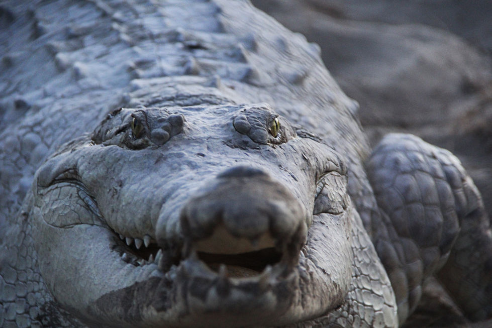 Cocodrile