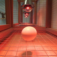 the walking egg